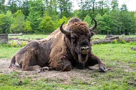 Old Wisent On A Meadow Is Looking In Camera Stock Photo - Download ...