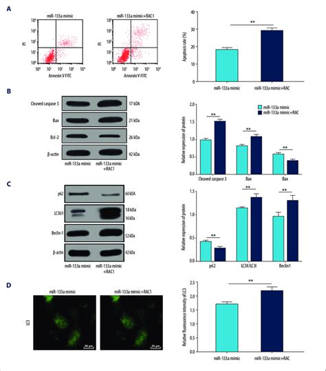 Overexpression Of Rac1 Attenuates The Inhibitory Effects Of Mir 133a On