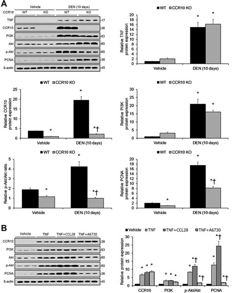 Short Term Inflammation Driven Hepatocellular Proliferation Dependent