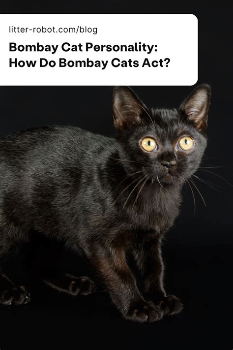 Everything You Need To Know About Bombay Cats Artofit