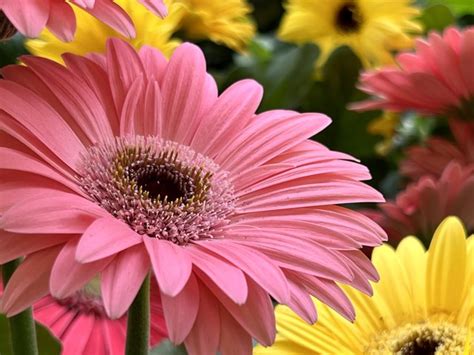 How Often Do Gerbera Daisies Bloom Hunker