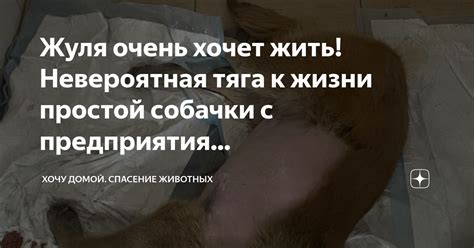 Жуля очень хочет жить! Невероятная тяга к жизни простой собачки с ...