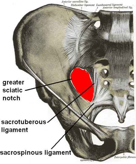 Sacrospinous Ligament - Physiopedia