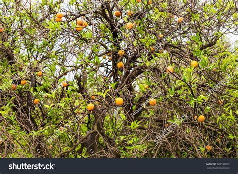 Orange Tree Fruits Stock Photo 328591877 Shutterstock