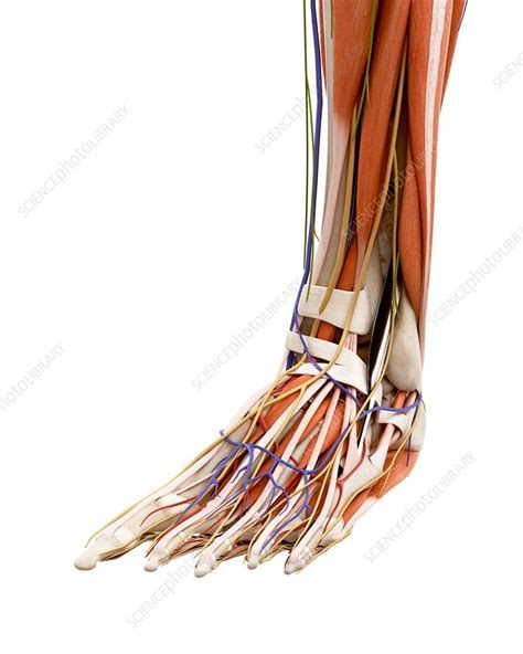 Illustration Of The Human Foot Anatomy Stock Image F023 6986 Science Photo Library