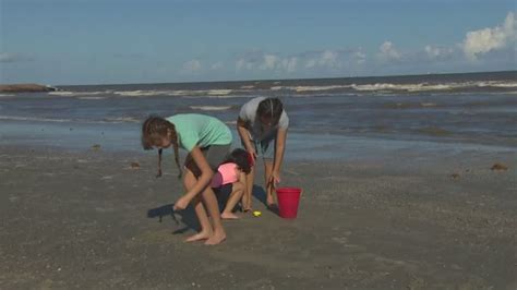 Lack Of Seaweed On Galveston Beaches Is Good And Bad News Khou