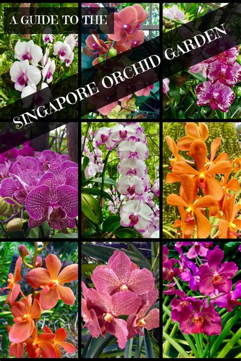 Orchid Garden Botanic Singapore | Fasci Garden