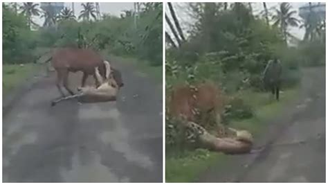 See How A Man Scares Away Lion To Save His Cow Oneindia News