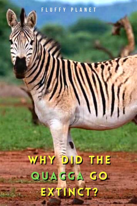 Why Did The Quagga Go Extinct Plains Zebra Extinction Zebras Roam