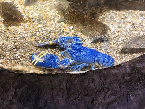 One Blue Lobster in an Aquarium Stock Image - Image of expo, crustacean ...