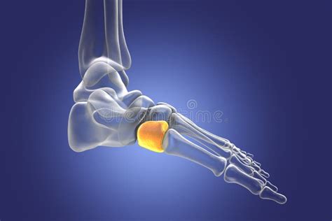 Medial Cuneiform Bone of the Foot, 3D Illustration Stock Illustration ...