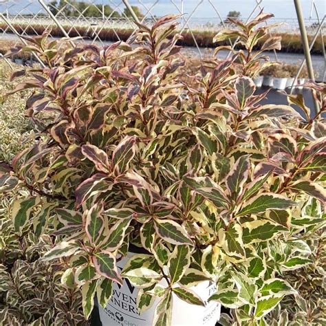 My Monet Purple Effect® Old Fashioned Weigela Grown By Overdevest