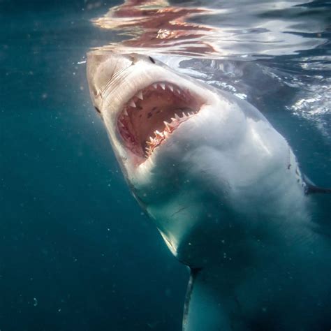 “Sharks Just Thrashing Around”: Witness of Jaws of Death Attacking a