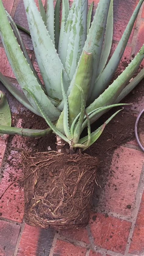 Quando Trocar Uma Planta De Vaso Como Mudar Uma Planta De Vaso