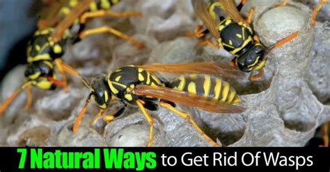 How To Get Rid Of Wasp And Bees With Vinegar Howsolut