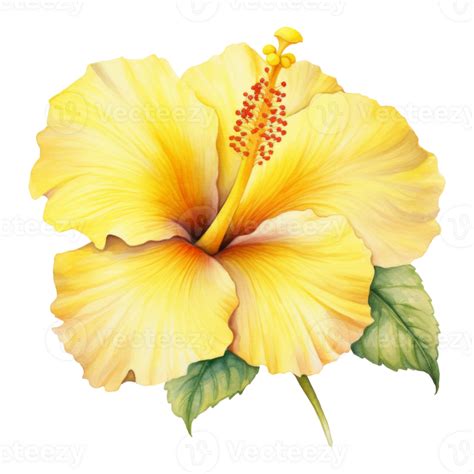 Yellow Hibiscus Tropical Flower Illustration Watercolor Style 45879082 Png