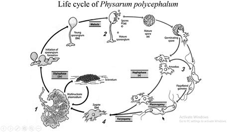 Physarum Life Cycle