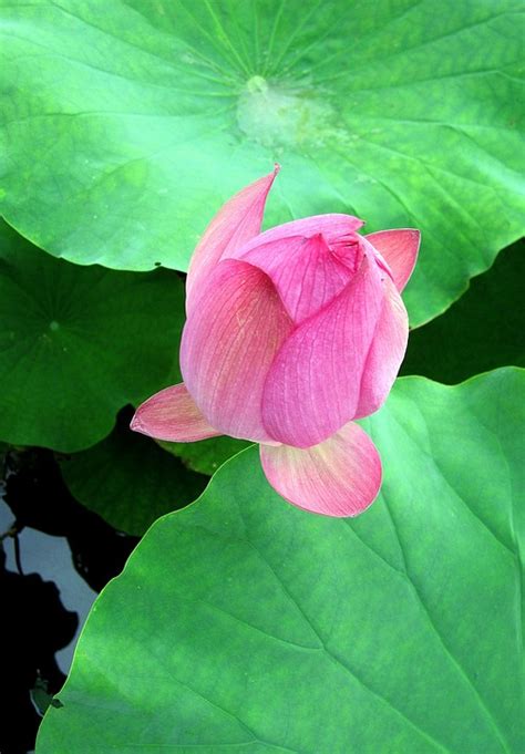 Foto Gratis Lotus Rosa Hoja De Loto Verde Imagen Gratis En