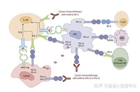 Ctla 4和pd L1pd 1：两种免疫检查点抑制剂故事 知乎