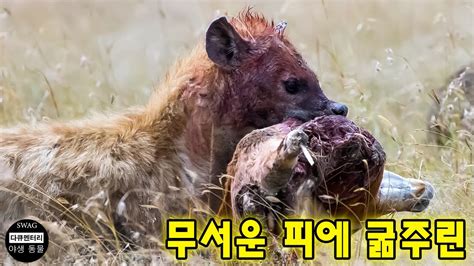 무서운 피에 굶주린 하이에나는 먹이를 공격하고 사냥합니다 먹잇감은 고통으로 산산조각이 난다 야생 동물 공격 Youtube