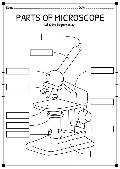 Labeled Compound Light Microscope Diagram