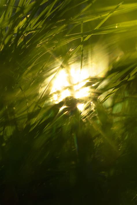 Free Images Tree Nature Branch Light Sun Meadow Sunlight