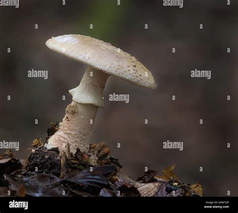 The Blusher Amanita Rubescens Stock Photo Alamy