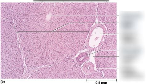 Hepatocyte Diagram Quizlet