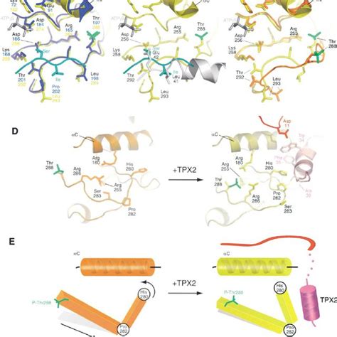 Structure Of Aurora A Bound To Tpx2 A View Of The Complex Between The