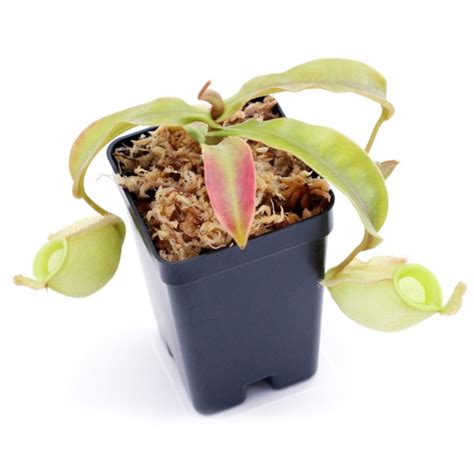 Nepenthes Ampullaria Orange Pitcher Plant Curious Plant