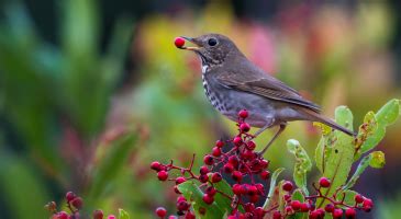 Comment Emp Cher Les Oiseaux De Manger Les Cerises Du Jardin