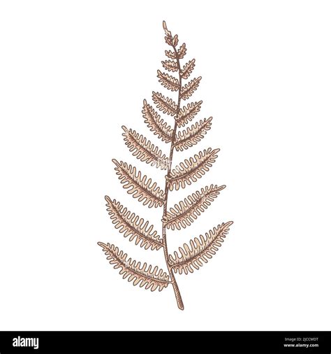 Hand Drawn Fern Isolated On White Vector Illustration In Sketch Style