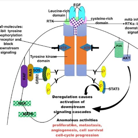 Mechanisms Of Rtks Egfr Signal Transduction Small Molecule