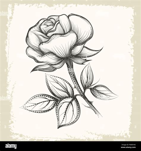 Top 999 Rose Flower Drawing Images Amazing Collection Rose Flower Drawing Images Full 4k