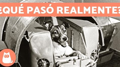 Quién era el dueño de Laika la perrita astronauta OuterSpace 2024