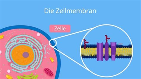 8 Zellorganellen Tabelle 1hot