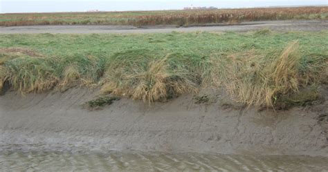 Salt Marshes Will Survive Sea Level Rise ClimateChangePost