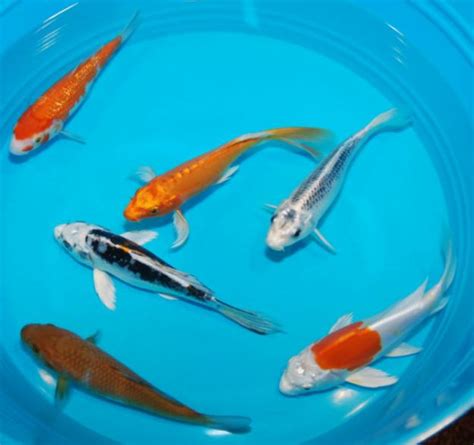 7 Cool Koi Fish For Sale In Miami Biological Science Picture