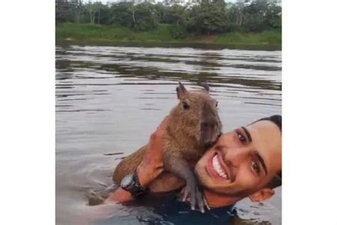 Capivara Fil Agenor Mantinha Outros Animais Silvestres Aponta Ibama