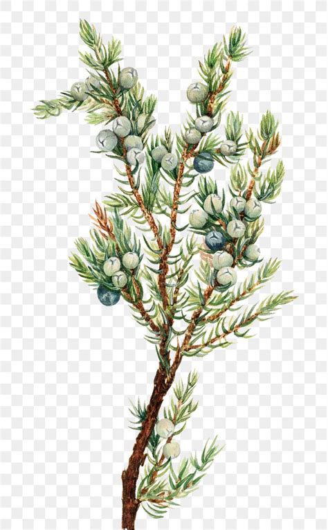 Juniper Botanical Images | Free Photos, PNG Stickers, Wallpapers ...