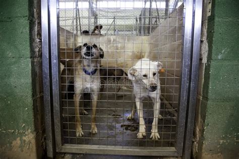 Dog Locked In Kennel Stock Image Image Of Dogs Lonely 162088353