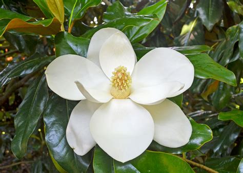 Southern Magnolias Add Evergreen Charm Beauty The Panolian The