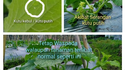 Cara Mengetahui Penyebab Daun Keriting Pada Tanaman Melon Dan Cara