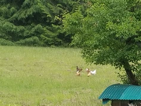 Chicken Adventures