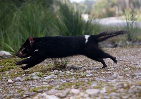 Pin On Tasmanian Devil