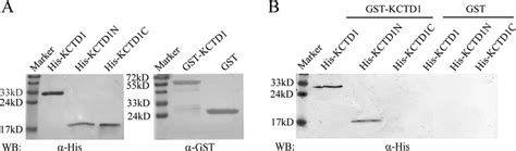 Pull Down Assays Of His Recombinant Proteins And GST Fused KCTD1 A