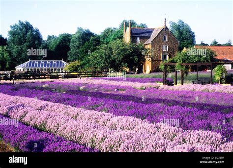 Norfolk Lavender Caley Mill Heacham Norfolk field fields of purple ...