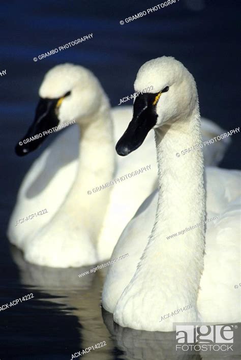 Tundra Swan Cygnus Columbianus Stock Photo Picture And Rights