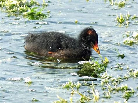 1,200+ Common Gallinule Photos Stock Photos, Pictures & Royalty-Free ...