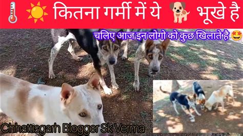 ☀️🥵🌡️कितना गर्मी में ये Dogs भूखे है 🥺 Kitna Garmi Mein Ye Dogs Bhukhe